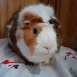 Guinea Piggies United
