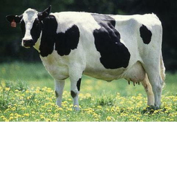 Find The Cow Or Nuke Maze.
