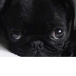 Power pugs super