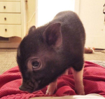 Pig Group :D