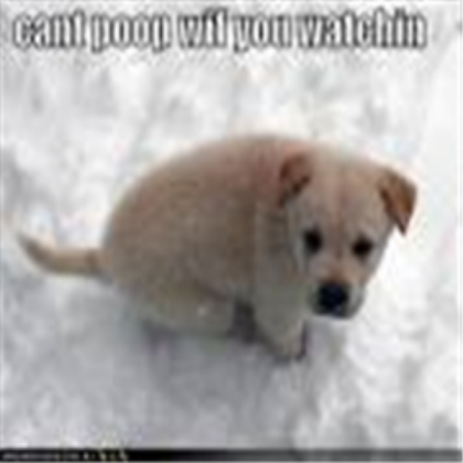 Poop dog Roblox decal