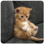 kitty XD 13