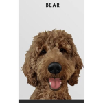 Dogs are so cool Hi wellcome