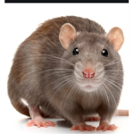 RAT SOLIDERS