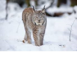 Lynx's Cool Group