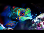 The mandarin gobys