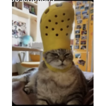 I love cats and kitten