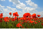 Poppy's fan group
