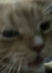 Pet sim x group (give aways soon)!