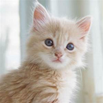 kittens are CUTE!!!!