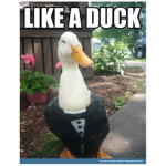 Duck meme war!