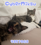 CyberMiksu