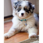puppy army amazing