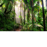 The Monkey Jungle!