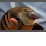 cute platypus