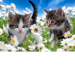 Ketty Cats