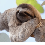 Seriously Love Sloths!