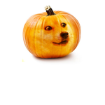 Budddy doge group