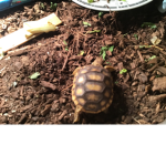 Turtle Team yayayayayaay