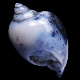 ੭ 🌌. ๋ 𝅄 🐚