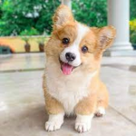 DogeTon Group