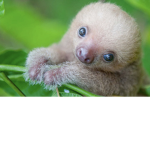 The screamin sloths