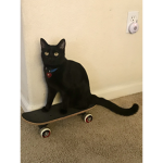 Meow The Cat Army