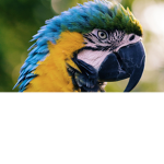 Bird Clubsss