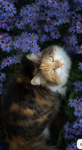 camellia'paws staff applications!