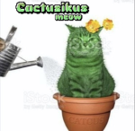 Cactusikus
