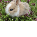 Bunni~group!