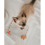 momkitty