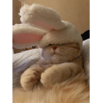 Gattini miao miao