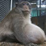 mamaeechaka