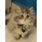 Lil pie