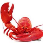 Mommy's Little Lobster's