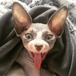 Hairless cat epic gang