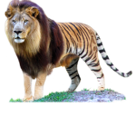 Liger squad