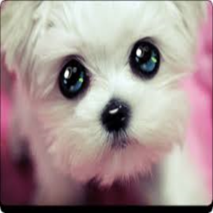 Cute dog Roblox decal