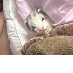 I <3 ferrets