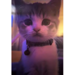 i <3 cats!!1111!!1111!