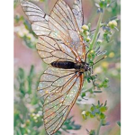 ~~Aesthetic Butterflies~~