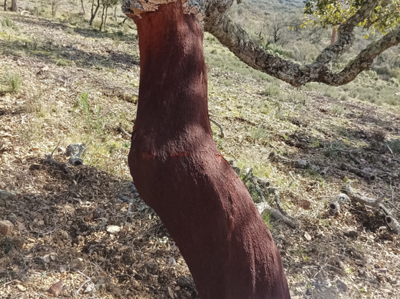 Clarks royal🔥 screenshot 1