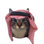 Praise Icat
