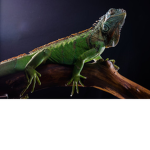 #Iguana Squad