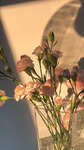 Butterfly’s shine