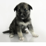 Puppy clob