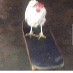 Chickens are awesome <33