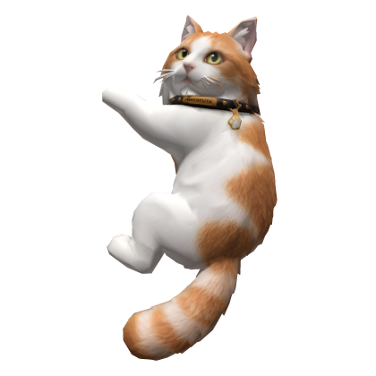 Clingy White and orange mixed breed cat 