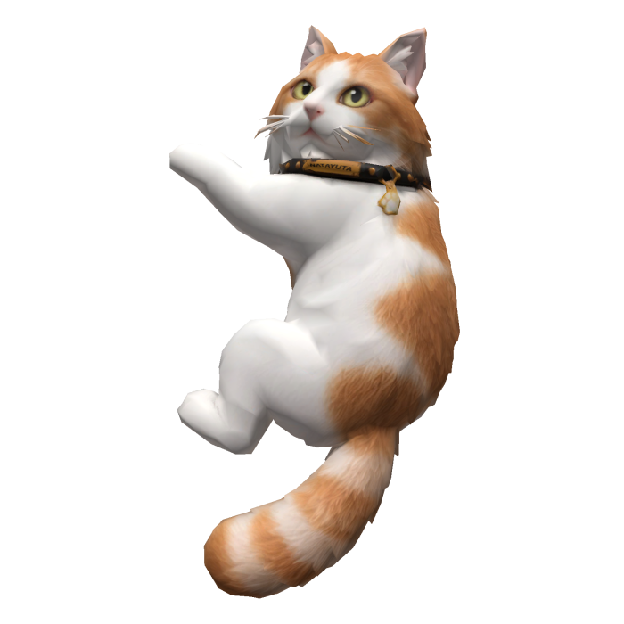 Clingy White and orange mixed breed cat 